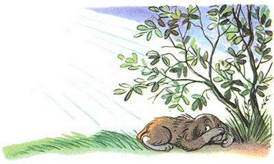 Читать сказку: Кто сказал мяу / Владимир Сутеев (читать)