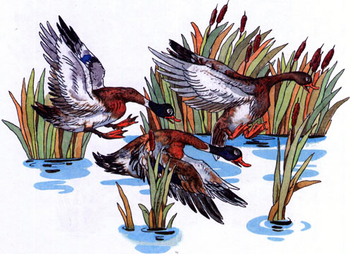 Читать сказку: Лягушка-путешественница / Всеволод Гаршин (читать)