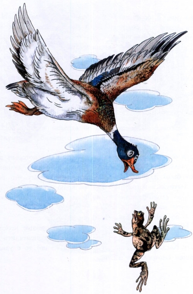 Читать сказку: Лягушка-путешественница / Всеволод Гаршин (читать)