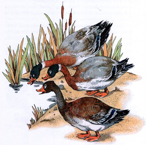 Читать сказку: Лягушка-путешественница / Всеволод Гаршин (читать)