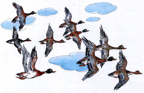 Читать сказку: Лягушка-путешественница / Всеволод Гаршин (читать)