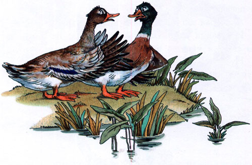 Читать сказку: Серая шейка / Мамин-Сибиряк (читать)