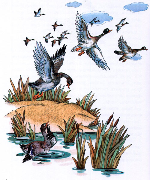 Читать сказку: Серая шейка / Мамин-Сибиряк (читать)