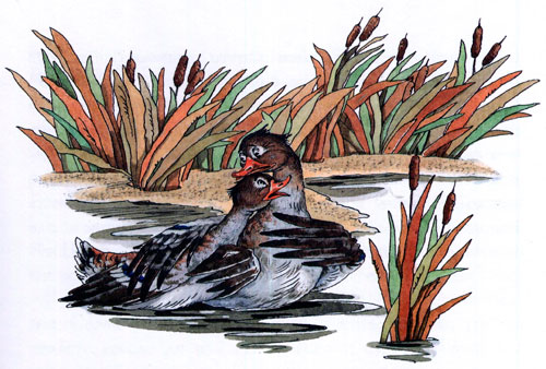 Читать сказку: Серая шейка / Мамин-Сибиряк (читать)