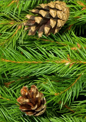 Читать сказку: Шишки / Михаил Пляцковский (читать)